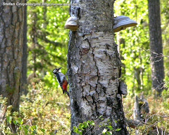 Bears trail - Woodpecker Great spotted woodpecker (dendrocopos major) on a tree with large fungi Stefan Cruysberghs